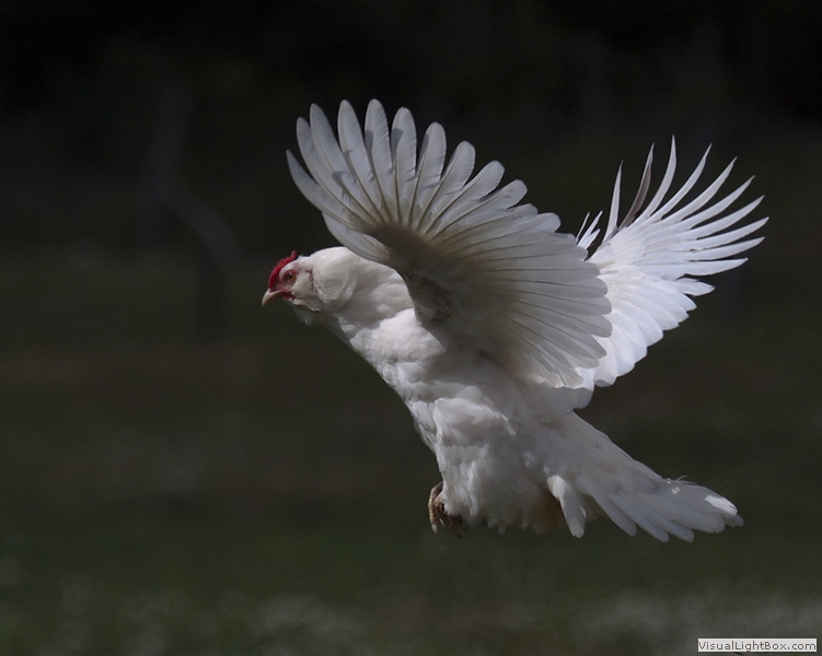 Callies Tiere generated by