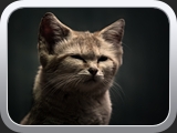 01 Sandkatze