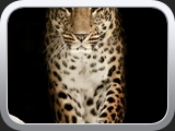 03 Leopard