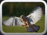 05 Turmfalke