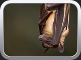 06 Myotis