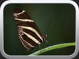 07 Zebrafalter 