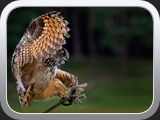 09 Bubo beim Beute schlagen