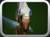 10 Diskus Fisch
