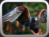14 Bussard