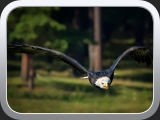 14 Weisskopfseeadler