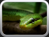 15 Mamba