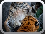 16 Tigerfight