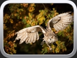 17 Great Horned Owl - Bubo