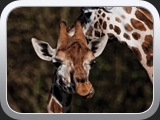1 Schraeges Giraffengesicht