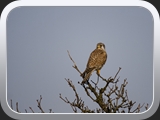 8 Turmfalke