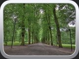Allee1
