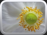 Bluetenpollen