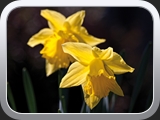 Blume