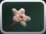Die Hoya