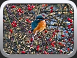 Eisvogel