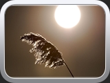 Farn im Sonnenuntergang