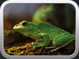 Frosch