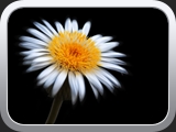 Gerbera