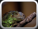 Gruener Leguan Portrait