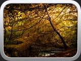 Herbst im Grunewald 