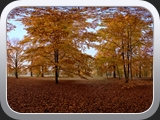 Herbstwald