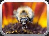 HonigbienenAugen