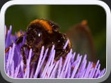 Hummel summel