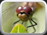 LipellenAugen