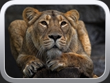 LoewenPortrait