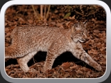 Luchs