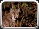 Luchs Portait