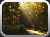 Morgendunst im Grunewald