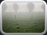 Morgennebel in Holland