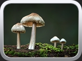 Pilzfamilie
