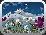 Say it with flowers