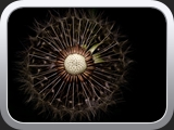 Taraxacum officinale