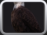 Weisskopfseadler Portrait