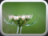 Wildblume